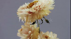 Flowers mixed with overlay element clean look looping twenty seconds Stock Video