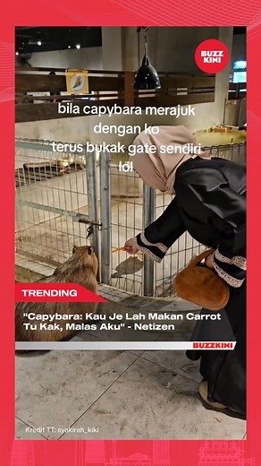 344K views · 7.1K reactions | Pandai pula capybara tu buka gate sendiri 藍 / TT syakirah_kiki | BuzzKini | Facebook