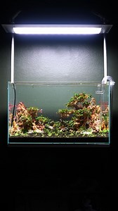 18 reactions | UNS 60U ft. UNS Strata Pro - Part 2  We planted our...