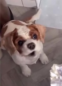 24K views · 618 reactions | Want vs Need | Meme Center | Facebook