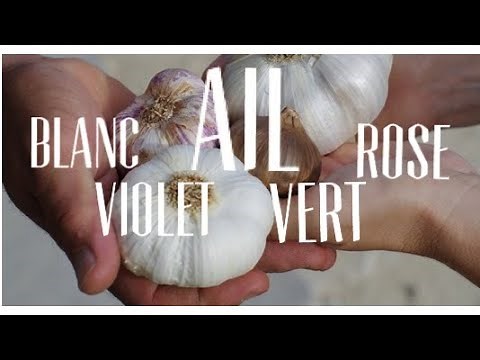 AIL ~ comment le planter cultiver récolter ? L’ail rose , blanc , violet , vert au potager