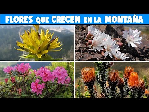 10 FLOWERING PLANTS THAT GROW in the MOUNTAINS