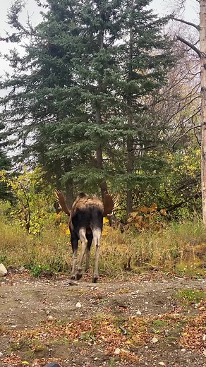 45K views · 1.4K reactions | Large Bull Moose out Flehmen/smelling for a suitable mate. Watching this Massive Bull Moose was amazing to watch and hear his Mating Call. #flehmen #moose #bullmoose #antlers #alaska #sharingalaska #wildlife #outdoors #nature #wildlifephotography #alaskaphotographer #youneedalaska #jcsolbergphotography #wildlifephotographer #alaskaphotography | Alaskan Adventures And More | Facebook