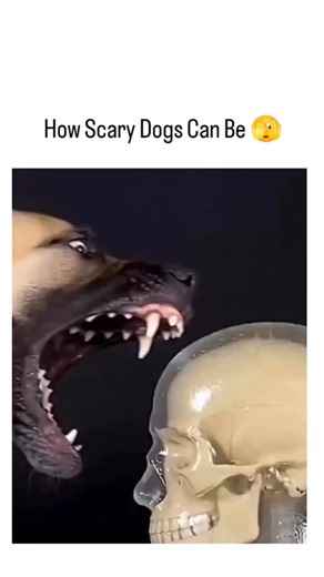 GreatClipsHub 1 on Instagram: "‎The post features a 30-second animated video comparing the bite forces of dog breeds like Chihuahuas, Golden Retrievers, Rottweilers, Kangals, and Pit Bulls on a transparent skull model, illustrating escalating damage from minimal dents to full crushes. ‎It garnered over 3 million views and 3,400 likes, sparking humorous replies about Chihuahuas' surprising ferocity alongside critiques labelling it as AI-generated content, to which the author responded that it's a