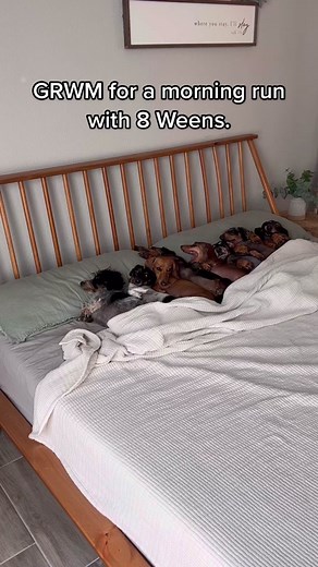 Gotta keep these hotdogs in shape. 😏 #fyp #fy #foryou #dog #dachshund