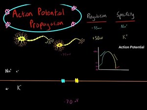 Action Potential Propagation down an Axon and Action Potential Diagram