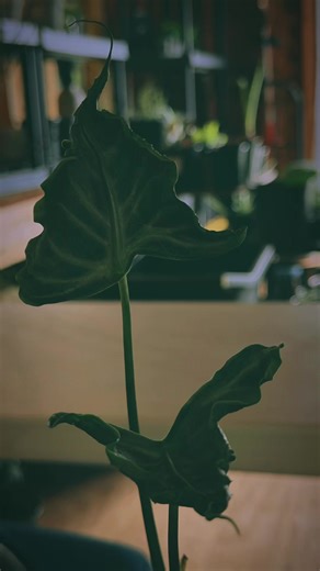 Meet the Alocasia Loco✨ Is it a plant? Is it an alien? Is it a sea creature? Honestly, I’m still not sure, but I’m obsessed with those little tentacles. #alocasialoco #rareplants #PlantTok #weirdplants #houseplantcommunity