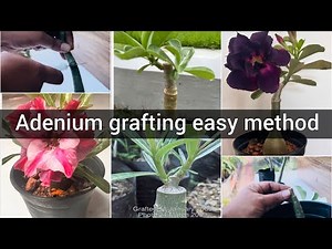 Adenium grafting easy and simple method | അഡീനിയം ഗ്രാഫ്റ്റിംഗ് ചെയ്യുന്ന രീതി #grafting