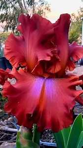 Gorgeous tall bearded iris ❤❤❤❤ | DIY Garden Ideas