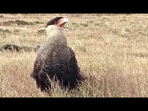 Crested Caracara - Carcará - Mexican eagle at Torres del Paine National Park - Nira Stern Mar 25