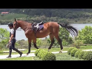 3 exercícios de Hipismo e Adestramento de cavalos de salto na doma