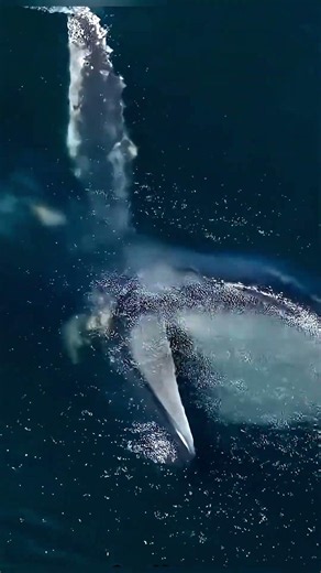 The Giant Mouth That Swallows Entire Schools of Fish #wildlife #shorts