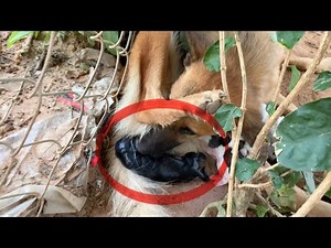 Watch a Stray Mother Dog Giving Birth! A Heartwarming Moment of Love ❤️