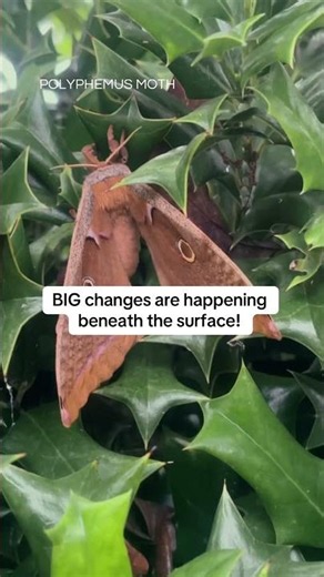 I Noticed a Giant Moth🦋Moth Meaning Spiritual 🦋 #moths