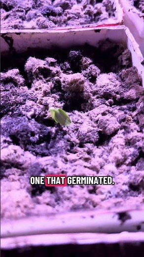 First sprout in sheep wool pellets!