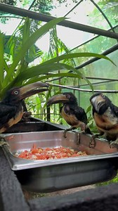 45 reactions | 來 Do you remember Sebastian, Scuttle, and Flounder?...