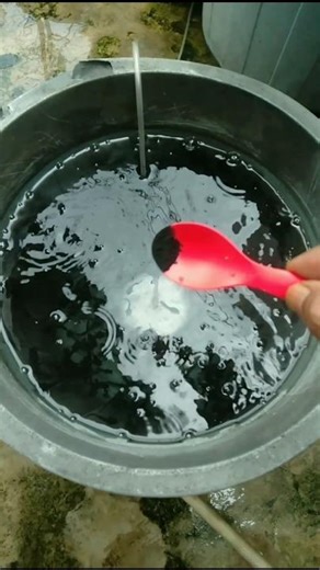 PERSIAPAN Air Ternak Lele di Ember 🔥#Ternaklele
