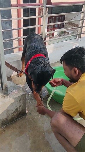 kon Bolta hai #rottweiler aggressive hotey h #petsrule #trending #pets #leo #ytshorts