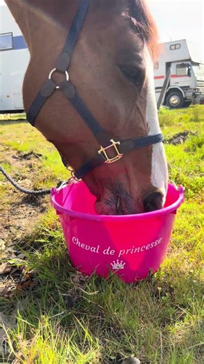 On valide ? 🐴👑 #cheval #chevalpassion #écurie #equitation #cavalier