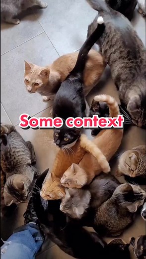 Why We Have So Many Cats Here! Explained