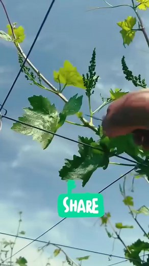 1.3K views | This is the technique of fertilizing grape trees #Pruning techniques #grape vine #grapes #fyp | Believe Flower | Facebook