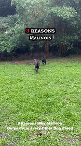 48K views · 2K reactions | 3 Reasons Why Malinois Outperform Every Other Dog Breed癩勇 #Ludwigmalinois #asgardmalinois #lunathegsd #belgianmalinois | Ludwig Malinois | Facebook