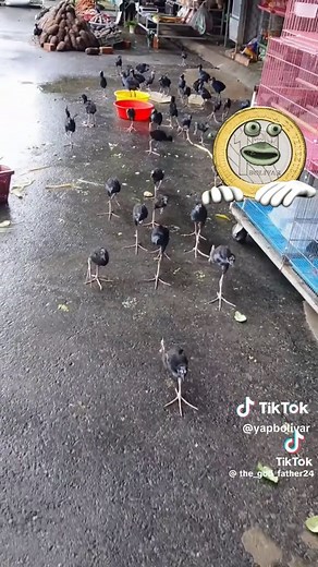 Yapbolivar on TikTok