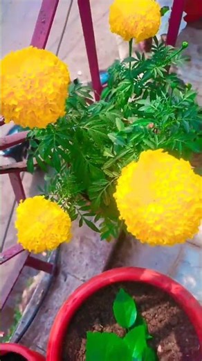 Balcony dairy te add holo aro kichu members 🌱☘️