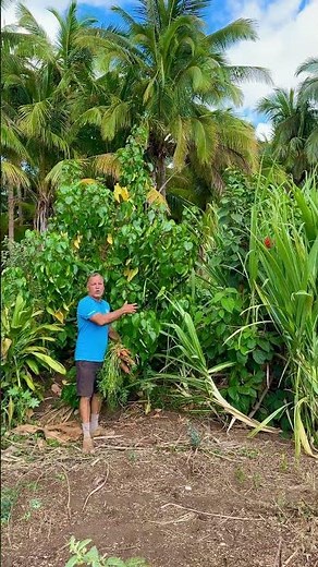 No fertilizer, Low water, BIG Harvests! Regenerative Farming at its Best