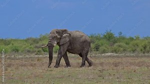old bull of African bush elephant (Loxodonta africana) walking, Etosha National Park, Namibia, Africa