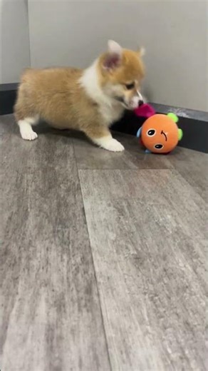 🦊 Energetic Corgi Puppy Playtime & Zoomies! 🧸 | Petland Phoenix ✨