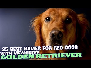 25 Best Names for Red Golden Retrievers with Heartfelt Meanings