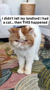 Your cat care routine is about to get easier. PrettyLitter delivers right to your door, controls odors, and helps you monitor your cat’s health with every scoop. Get your first bag for only $14.99! | PrettyLitter | Facebook