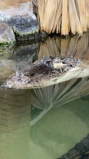 Gator bubbles are the best!😂🐊 #allligator #bubbles #hilarious #funny #video #cute #reptile #animals #fun #shorts #babiesoftiktok #amazing