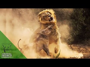 7.8K views · 192 reactions | The best moments of warthog hunting recorded on camera | Carmen Informativo | Facebook