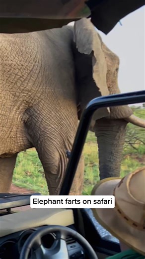 2.3M views · 7.5K reactions | They got more than they paid for with that safari! 藍 #afv #animals #funny | America's Funniest Home Videos | Facebook