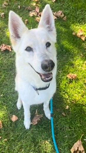 40 reactions · 12 shares |  Meet Hunter  This handsome senior...