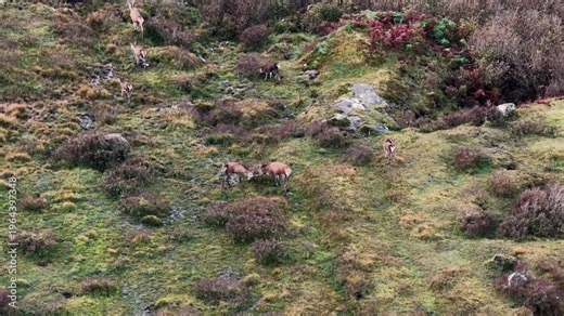 Two Red deer stags having a fight during the rut in County Donegal, Ireland