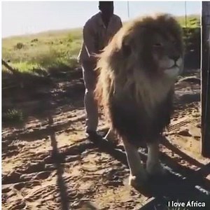 AWESOME LION LOVE | I Love Africa