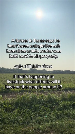 The more I learn about data centers and the effects they’re having on surrounding areas and the people living nearby, the more concerned I become. I just saw that a Texas farmer says he hasn’t had a single live calf born since a data center was built next to his property. The cows are all having stillbirths. I think we all need to be wayyy more angry about these data centers. Because if something in the environment is impacting livestock like that imagine what that means for the people drinking 