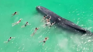 Australian swimmers approach sperm whale 'dangerously close' to shore