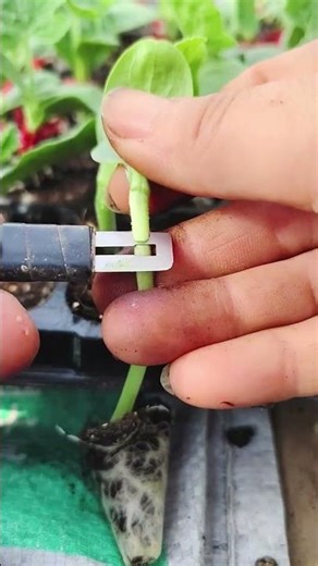 The Secret to Stronger Plants: Grafting Seedlings! 🌱