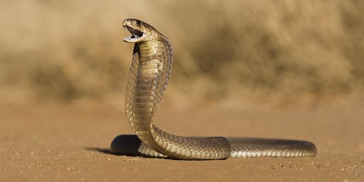 Venomous cobra dies after being bitten by an eight-year-old boy - twice