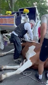 DAILY BRIEF: Horse Tragedy & Horseplay