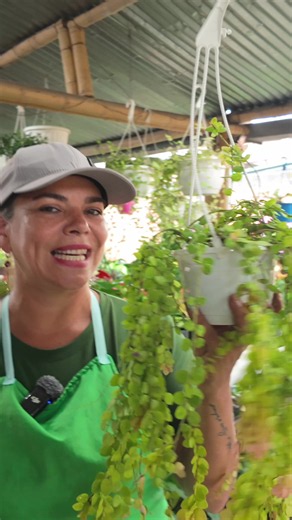💚🌿 PERLITA O MILLONARIA RASTRERA: LA PLANTA COLGANTE QUE TODOS QUIEREN 🌿💚 Si buscas una planta bonita, fácil de cuidar y que haga ver cualquier espacio más vivo 😍🏡… la Perlita o Millonaria Rastrera es perfecta para ti 🌱✨. Esta planta se ha vuelto una favorita por su crecimiento abundante y su efecto colgante 💚🌿. Y sí 👀👇 muchas personas la aman porque llena rápido los espacios y se ve increíble en materas colgantes 😍✨ ⸻ 🌿 ¿Por qué todos aman la Perlita? ✅ Crecimiento rápido 🌱 ✅ Idea