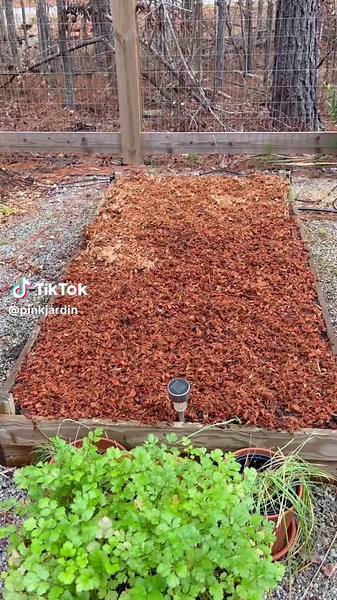 How do you over winter your garden beds? If you decide not to have a fall or winter garden it is important to maintain soil health. Winterizing your garden beds helps to ensure a more productive growing season in spring. I have tried a variety of methods including mulching, solarization, coving with cardboard and cover cropping. First step is to clean the bed of dead plants especially any diseased foliage and weeds. I like to add diatomaceous earth (food grade)or neem oil if I notice any ants or