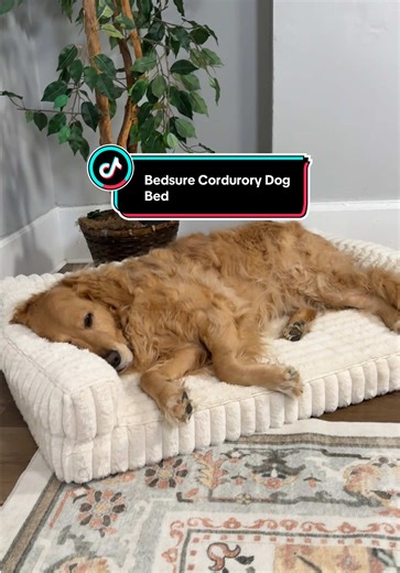 Must-Have Dog Bed for Every Dog Parent