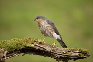 Sparrowhawk | London Wildlife Trust