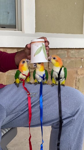 Fun Facts About Baby White Bellied Caiques