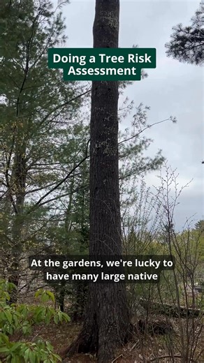 10K views · 92 reactions | How do you determine if a tree has rot in...